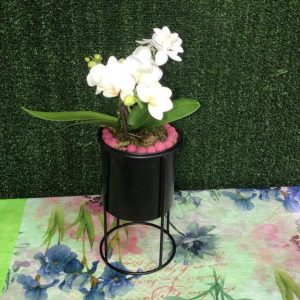 comprar mini orquídea