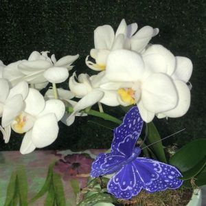 Mini orquídea blanca