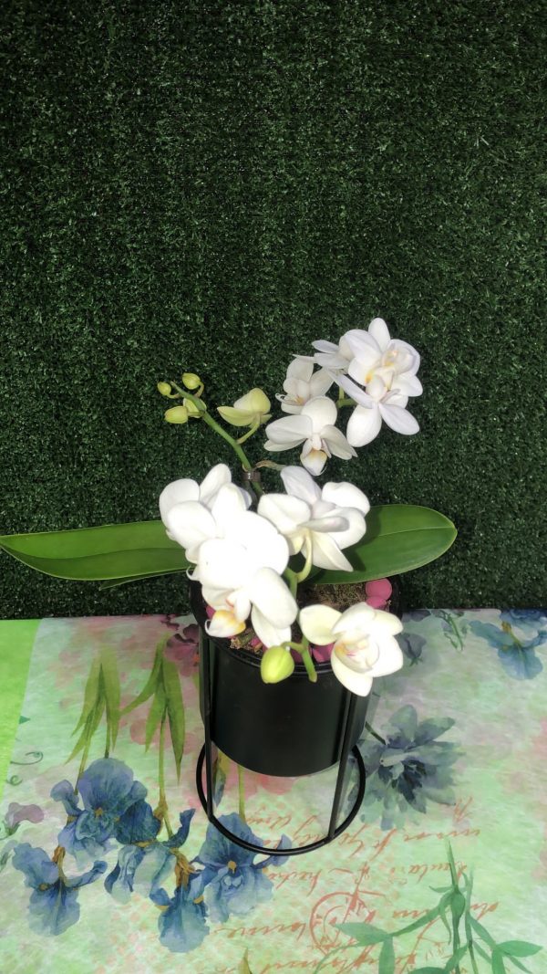 mini orquídea blanca