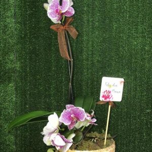 comprar orquídea