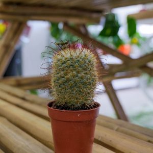 comprar mini cactus