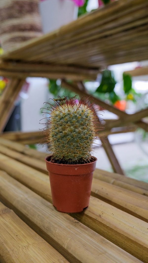 comprar mini cactus