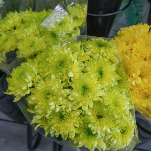 crisantemos amarillos con verde
