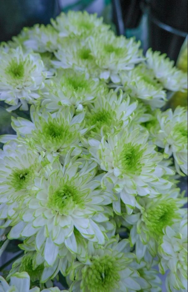 Crisantemos verde con blanco