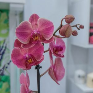 comprar orquídea de una vara