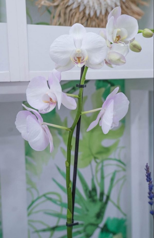 comprar orquídea blanca