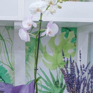 comprar orquídea blanca
