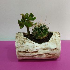 cactus a domicilio
