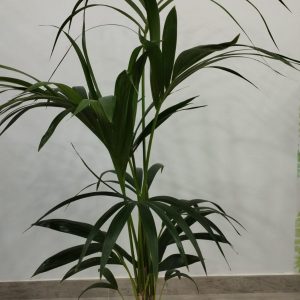 planta kentia
