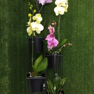 porta orquídeas