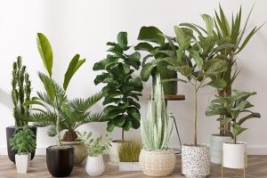 interior plantas